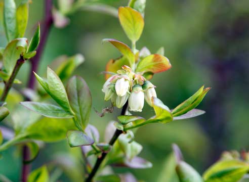 Blueberry bluecrop: planting and care, growing tips