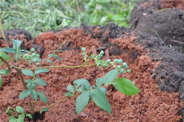 Blueberry bluecrop: planting and care, growing tips