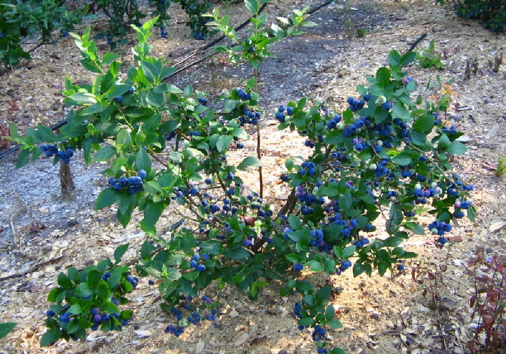 Blueberry bluecrop: planting and care, growing tips