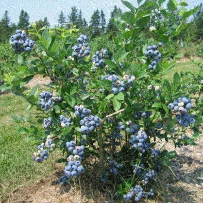 Blueberry bluecrop: planting and care, growing tips