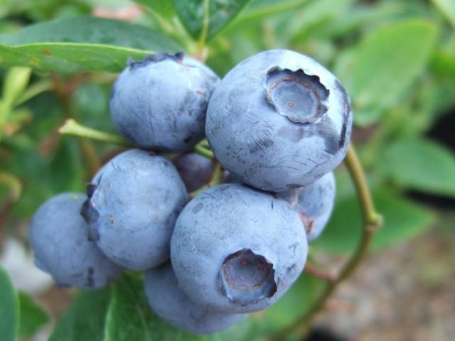 Blueberry Bluegold