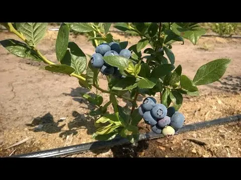 Blueberry Bluegold