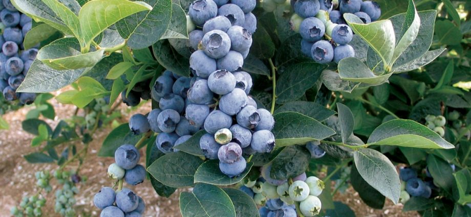 Blueberry Bluegold