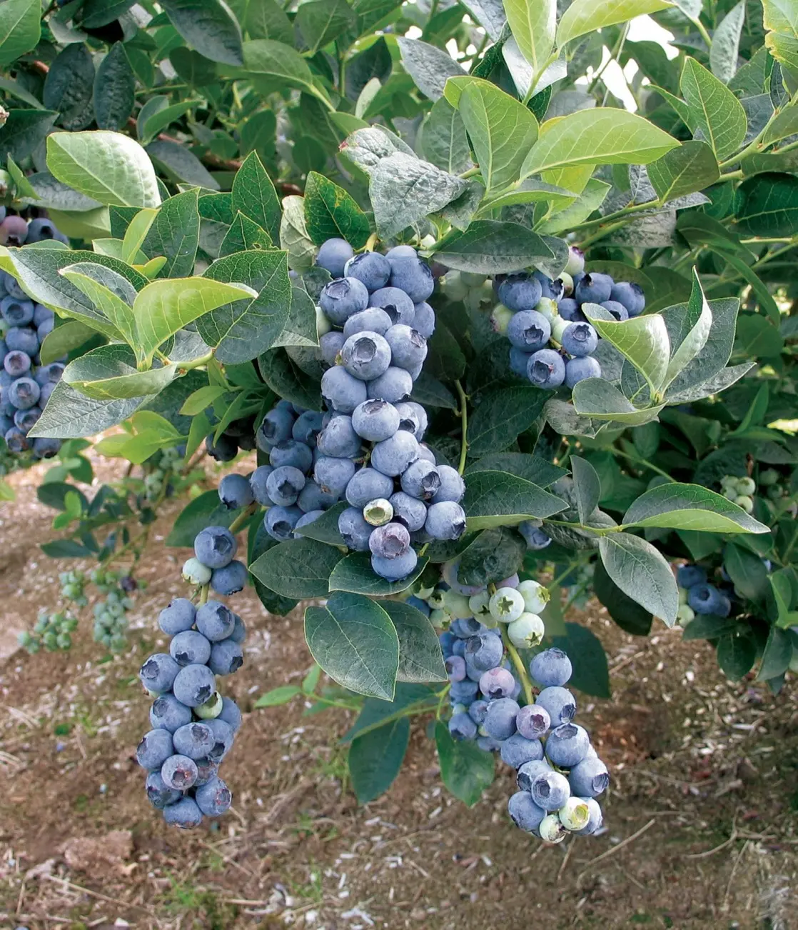 Blueberry Bluegold