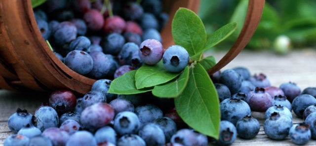 Blueberry Bonus (Bonus): variety description, photos, reviews