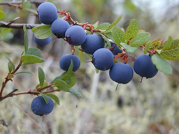 Blueberry Bonus (Bonus): variety description, photos, reviews