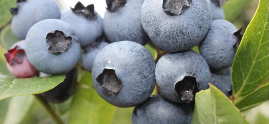 Blueberry Bonus (Bonus): variety description, photos, reviews