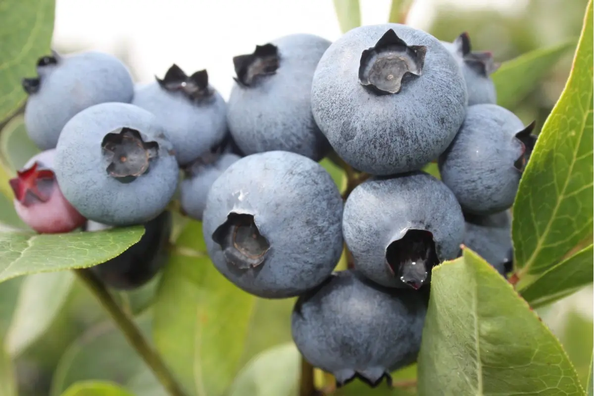 Blueberry Bonus (Bonus): variety description, photos, reviews