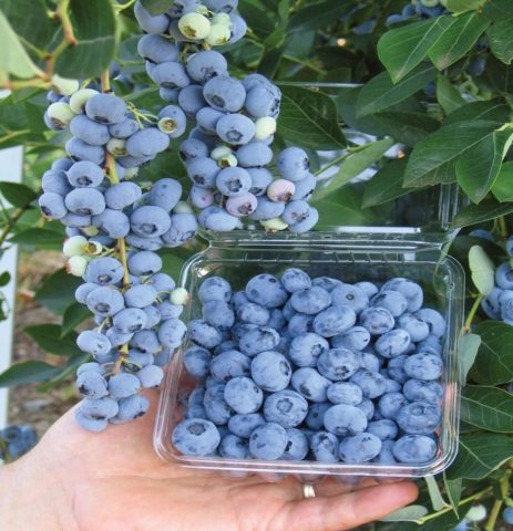 Blueberry Brigitta Blue (Brigitta Blue): variety description, reviews, photos