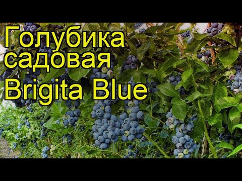 Blueberry Brigitta Blue (Brigitta Blue): variety description, reviews, photos