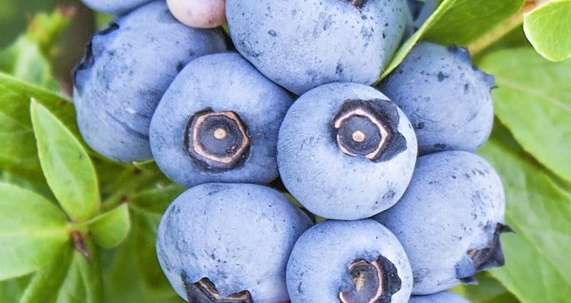 Blueberry Brigitta Blue (Brigitta Blue): variety description, reviews, photos