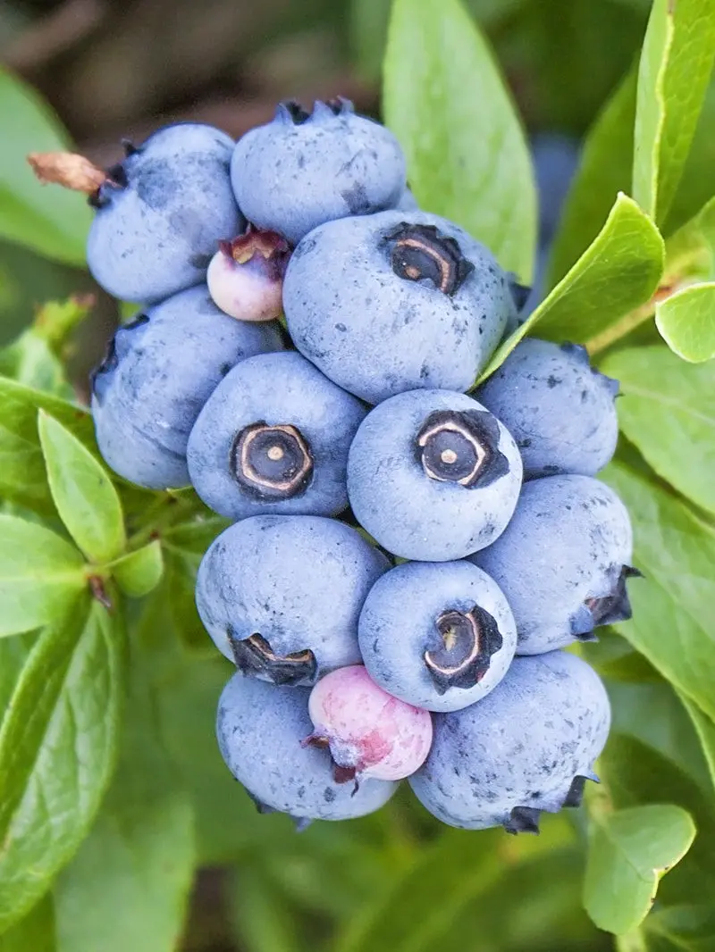 Blueberry Brigitta Blue (Brigitta Blue): variety description, reviews, photos