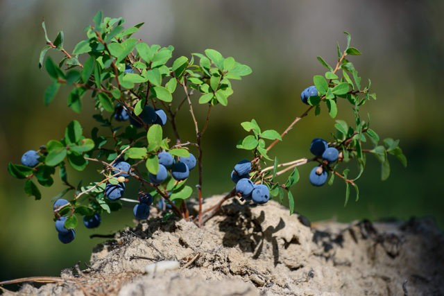 Blueberry Chandler (Cherndler, Chandler): variety description, planting and care, cultivation