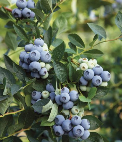 Blueberry Denis Blue (Deniz blue): description and characteristics of the variety