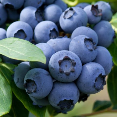 Blueberry Denis Blue (Deniz blue): description and characteristics of the variety