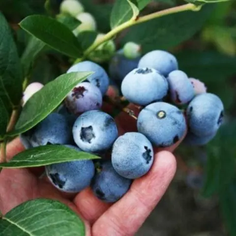 Blueberry Denis Blue (Deniz blue): description and characteristics of the variety