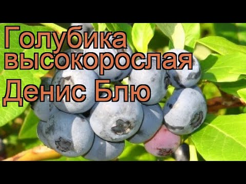 Blueberry Denis Blue (Deniz blue): description and characteristics of the variety