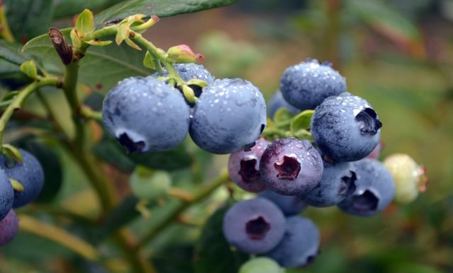 Blueberry diseases: photo, spring treatment from pests and diseases