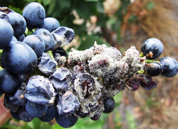 Blueberry diseases: photo, spring treatment from pests and diseases