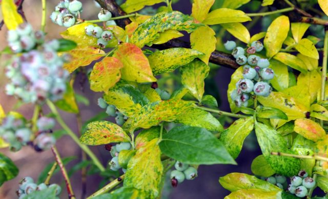 Blueberry diseases: photo, spring treatment from pests and diseases