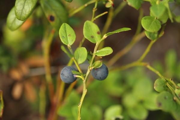 Blueberry diseases: photo, spring treatment from pests and diseases