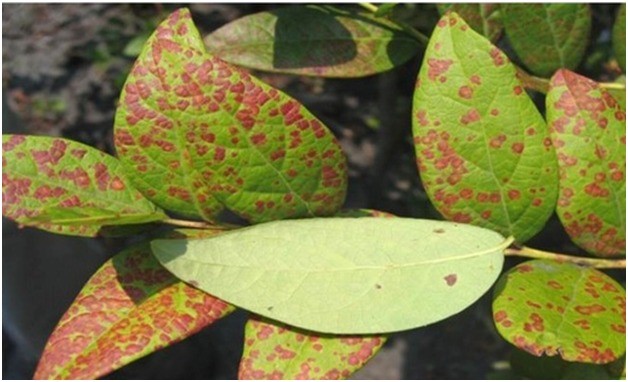 Blueberry diseases: photo, spring treatment from pests and diseases