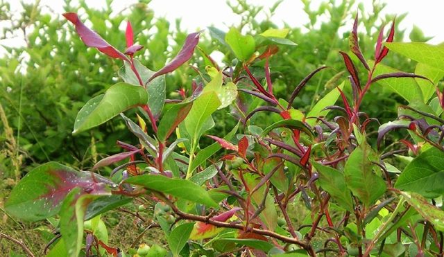 Blueberry diseases: photo, spring treatment from pests and diseases