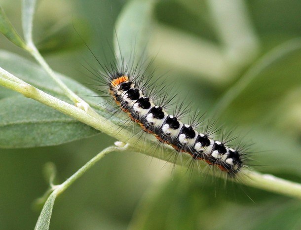 Blueberry diseases: photo, spring treatment from pests and diseases