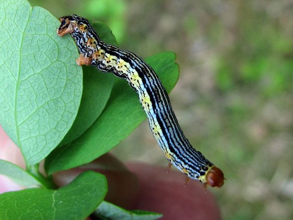 Blueberry diseases: photo, spring treatment from pests and diseases