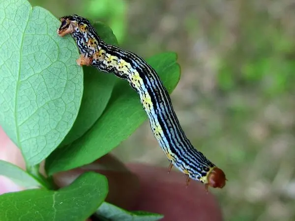 Blueberry diseases: photo, spring treatment from pests and diseases