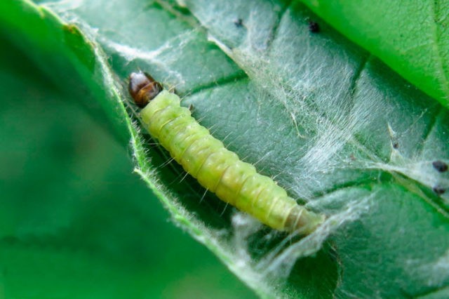 Blueberry diseases: photo, spring treatment from pests and diseases