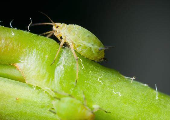 Blueberry diseases: photo, spring treatment from pests and diseases