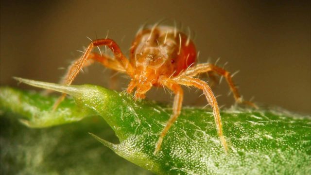 Blueberry diseases: photo, spring treatment from pests and diseases