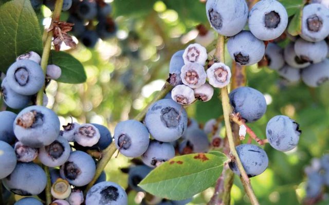 Blueberry diseases: photo, spring treatment from pests and diseases