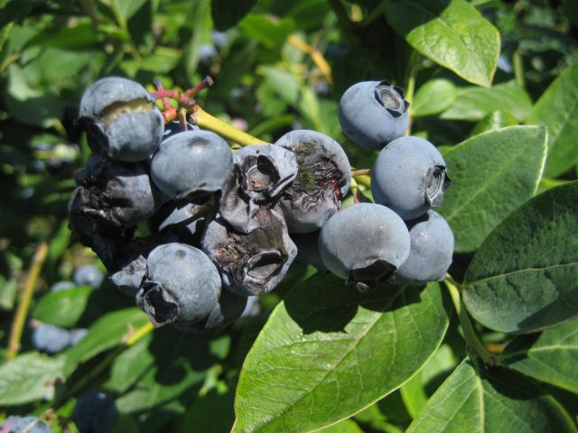 Blueberry diseases: photo, spring treatment from pests and diseases