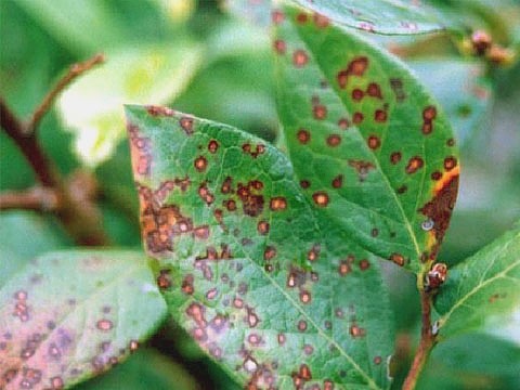 Blueberry diseases: photo, spring treatment from pests and diseases