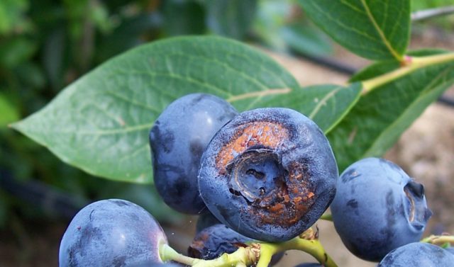 Blueberry diseases: photo, spring treatment from pests and diseases