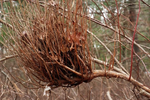 Blueberry diseases: photo, spring treatment from pests and diseases