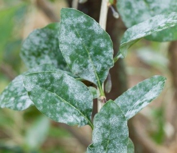 Blueberry diseases: photo, spring treatment from pests and diseases