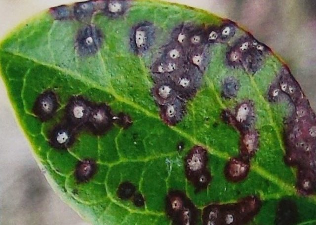 Blueberry diseases: photo, spring treatment from pests and diseases