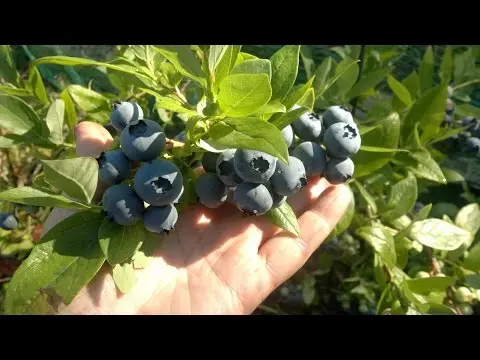 Blueberry Duke