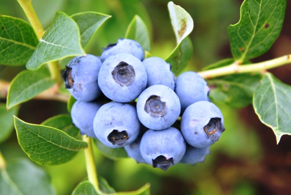 Blueberry Duke: advantages and description of the variety with a photo