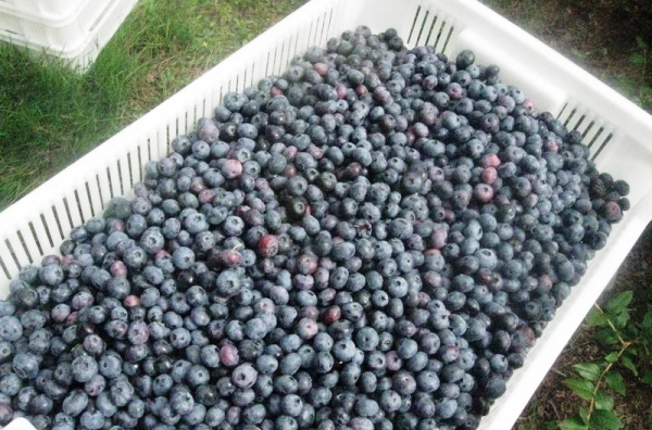 Blueberry Duke: advantages and description of the variety with a photo