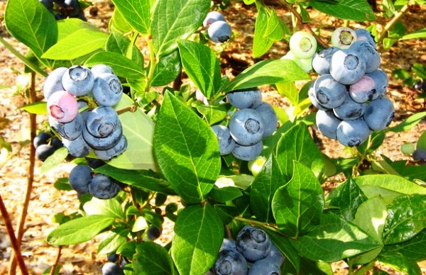 Blueberry Duke: advantages and description of the variety with a photo