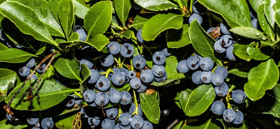 Blueberry Duke: advantages and description of the variety with a photo