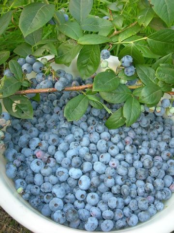 Blueberry Elizabeth (Elisabeth): characteristics and description of the variety, photos, reviews