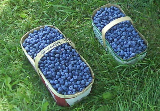 Blueberry Elizabeth (Elisabeth): characteristics and description of the variety, photos, reviews