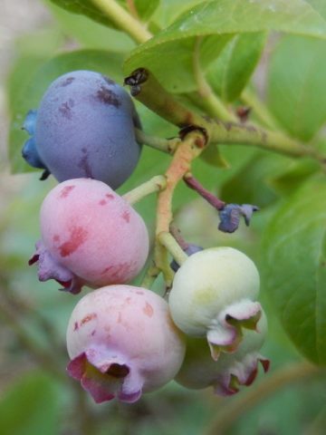 Blueberry Elizabeth (Elisabeth): characteristics and description of the variety, photos, reviews