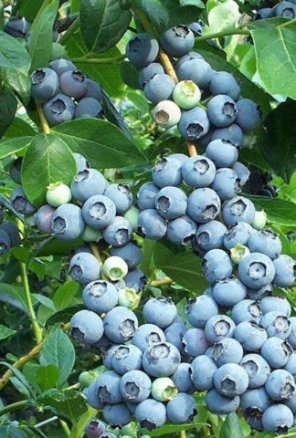 Blueberry Goldtraube 71 (Goldtraub, Goldtraube): planting and care, cultivation