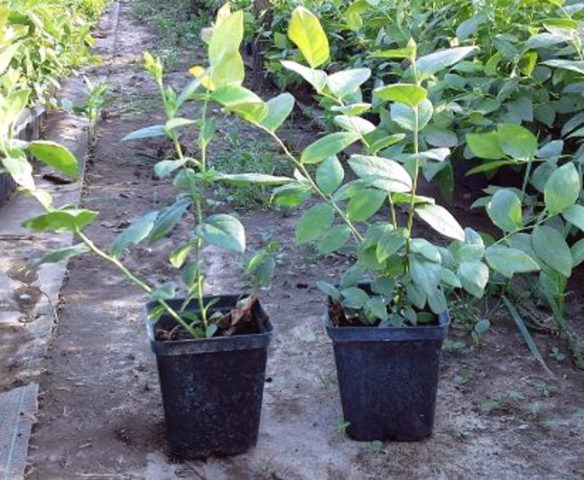 Blueberry Goldtraube 71 (Goldtraub, Goldtraube): planting and care, cultivation